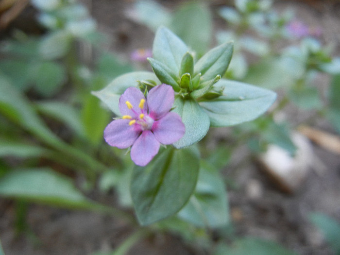 Dusky Plum Pimpernel (2012, Jun.18)