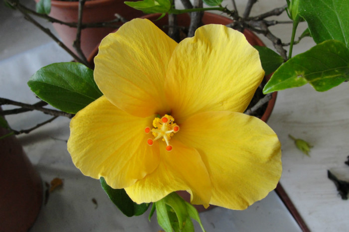 03.06.12 - B-hibiscus-2012 2