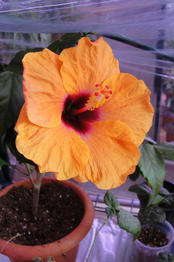 no name - B-hibiscus-2012 2