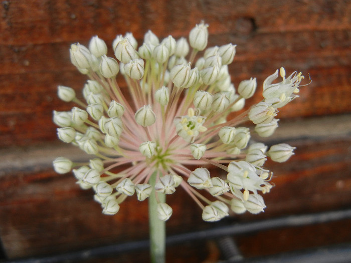 Allium cepa. Onion (2012, June 22)