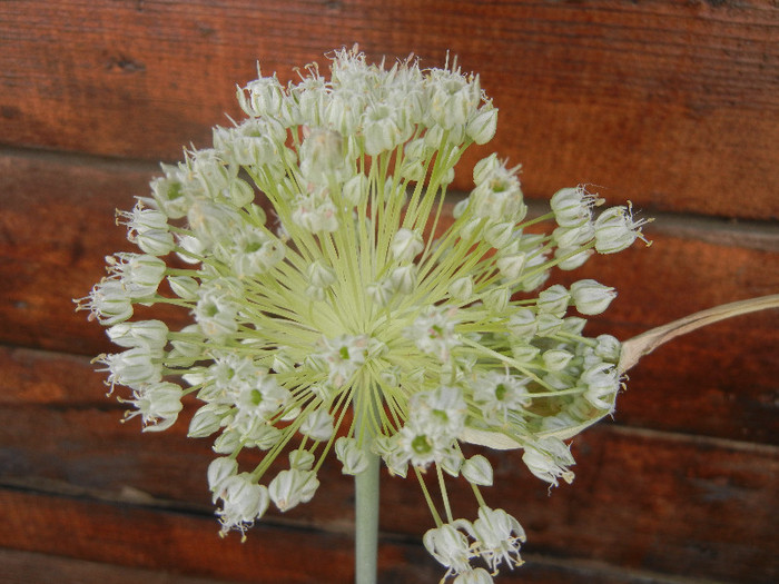 Allium cepa. Onion (2012, June 22)