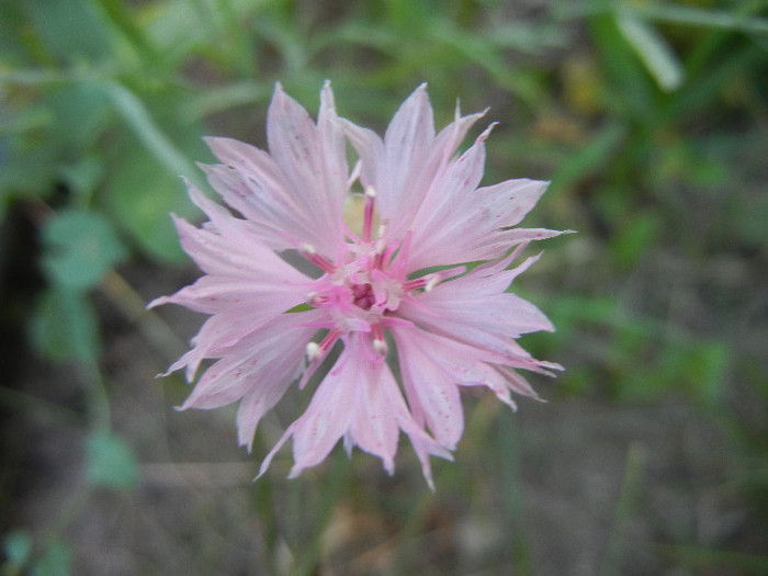 Centaurea cyanus Pink (2012, June 22)