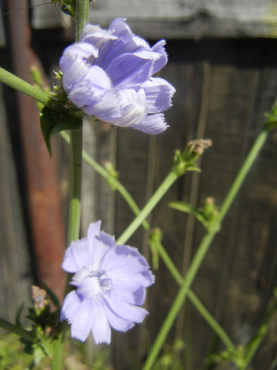 Common Chicory (2012, June 22)