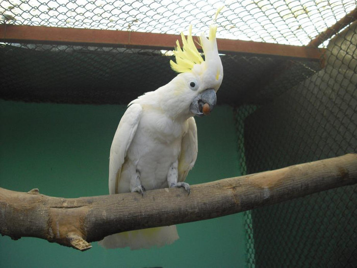 Papagali Cacatua - Papagali Kakadu