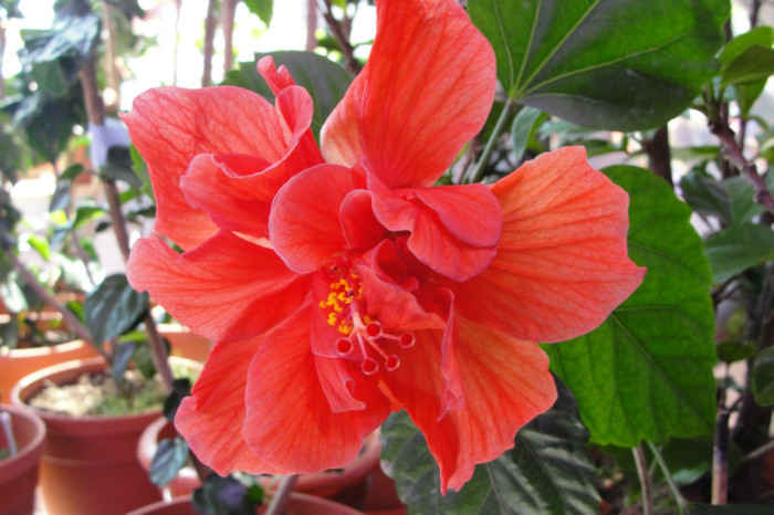 hibi Brisbane - B-hibiscus-2012 2