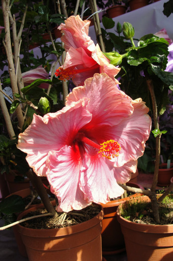 No name - B-hibiscus-2012 2