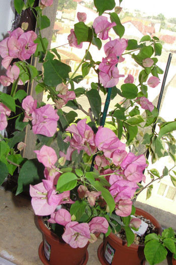  - B-Bougainvillea