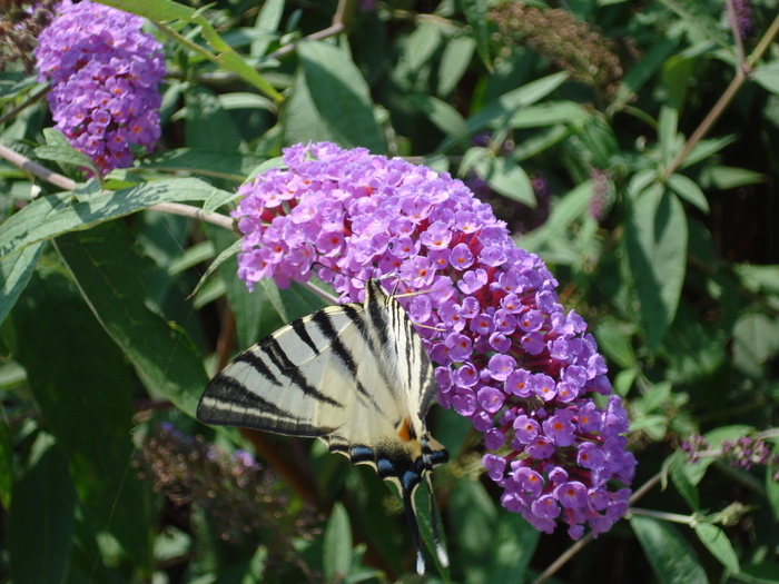 Papilio glaucus (2010, August 07) - Eastern Tiger Swallowtail