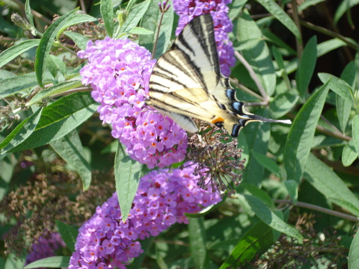 Papilio glaucus (2010, August 07) - Eastern Tiger Swallowtail