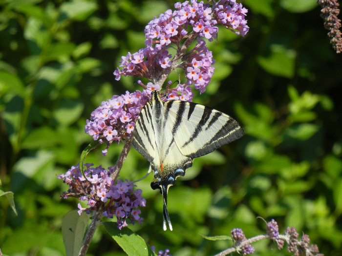 Papilio glaucus (2012, June 22)