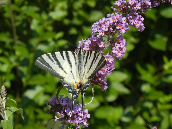 Eastern Tiger Swallowtail (2012, Jun.22)