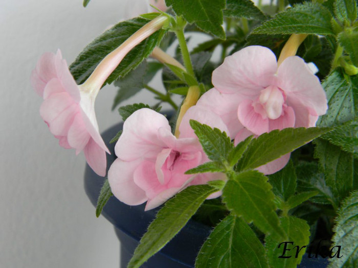 Double Pink Rose 24-06-2012 - ACHIMENES  - varietati