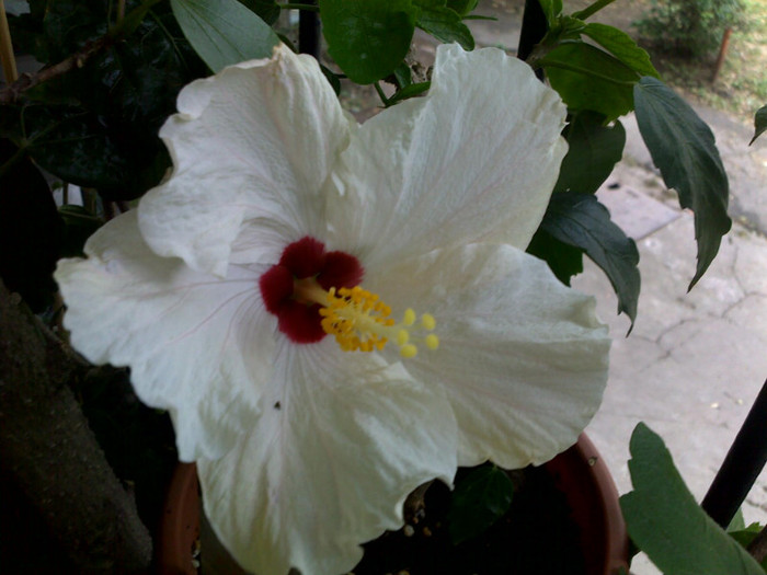 clasic white - hibiscusi 2012