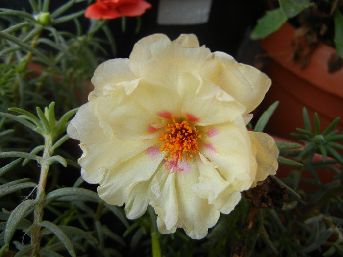 Portulaca grandiflora (2012, June 25) - PORTULACA Grandiflora