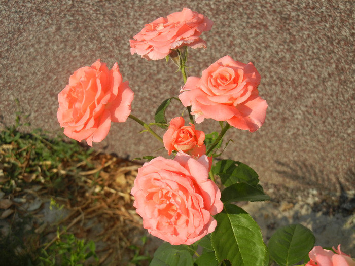 Bright Salmon Rose (2012, June 24)