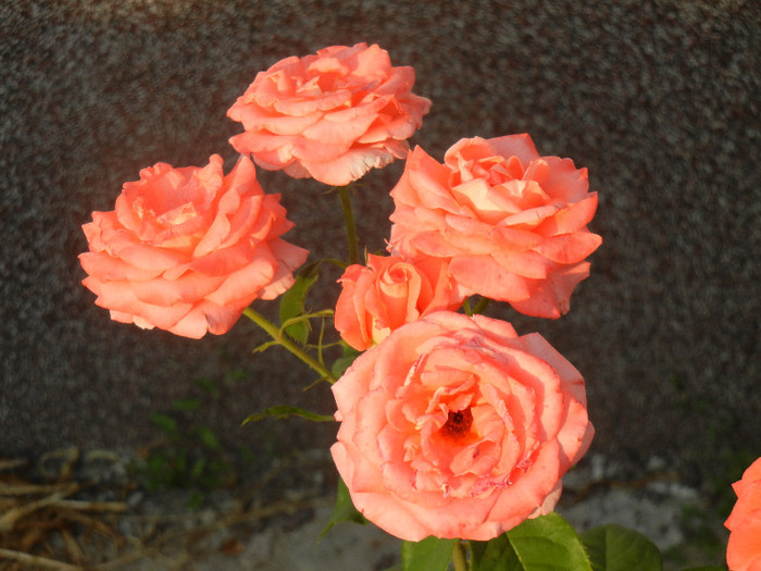 Bright Salmon Rose (2012, June 25) - Rose Salmon Bright