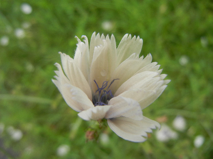 Cichorium intybus White (2012, June 26)