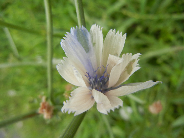 Cichorium intybus White (2012, June 26)