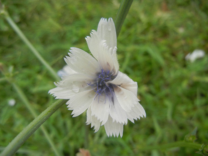 Cichorium intybus White (2012, June 26)