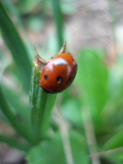 Ladybug, buburuzica, 02apr2011