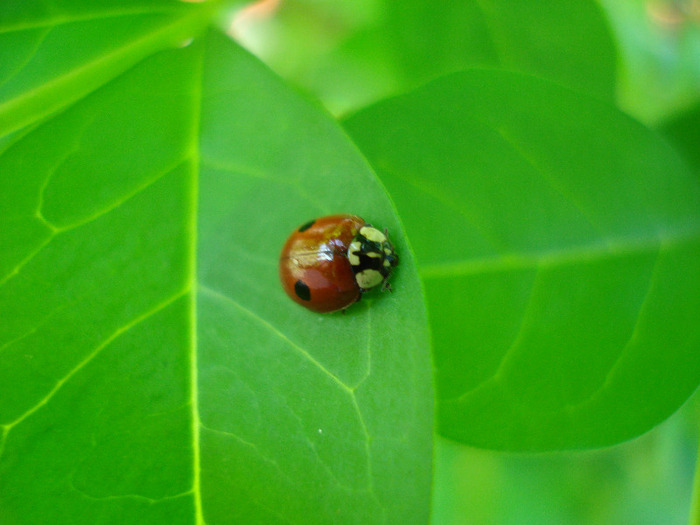 Ladybug_Buburuza (2011, May 13) - Ladybug Red