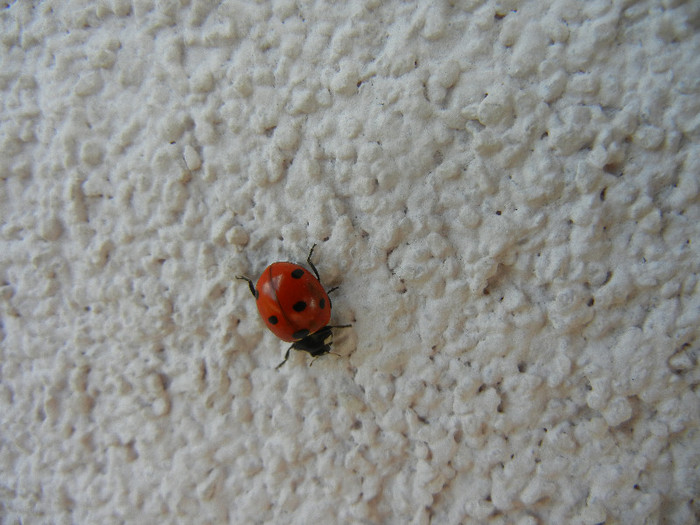 Ladybug_Buburuza (2012, April 17) - Ladybug Red