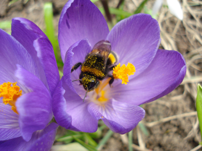Bumblebee on Crocus (2011, Mar.23)