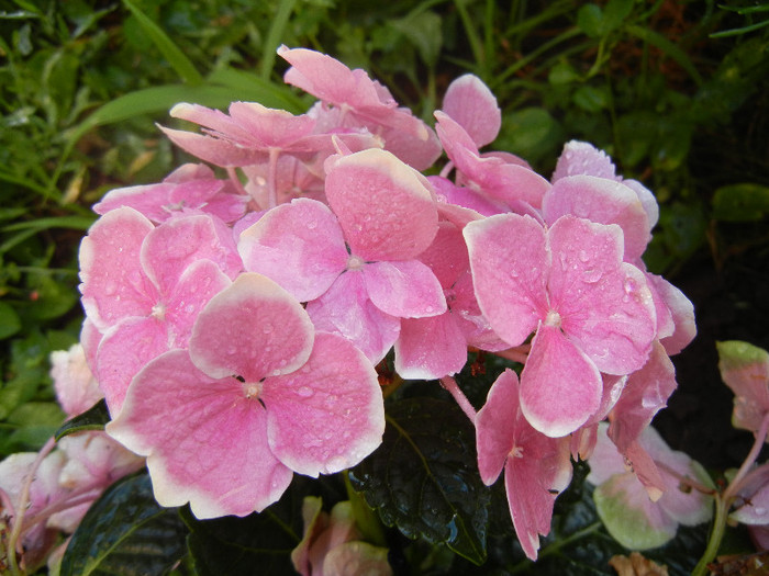 Hydragea Bavaria Pink (2012, June 27)