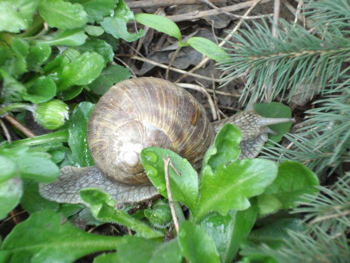 Garden Snail. Melc (2010, April 10) - SNAILS_Melci