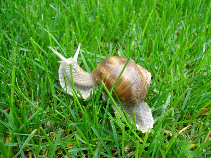 Garden Snail_Melc (2010, April 20)