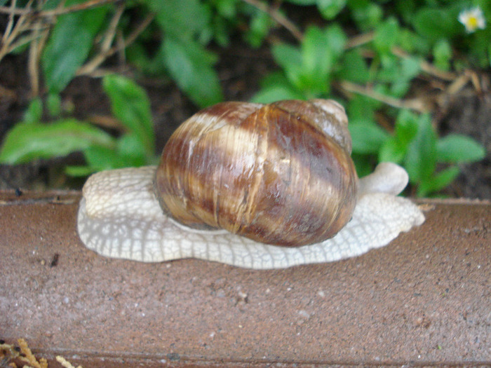 Garden Snail. Melc (2011, May 12) - SNAILS_Melci