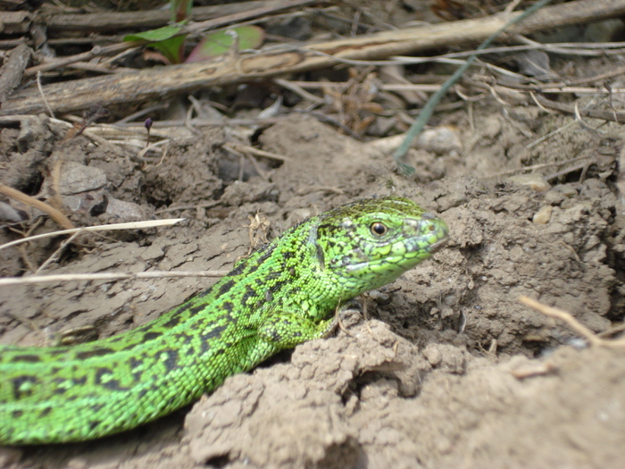 Green lizard_Lacerta viridis, 08may2010