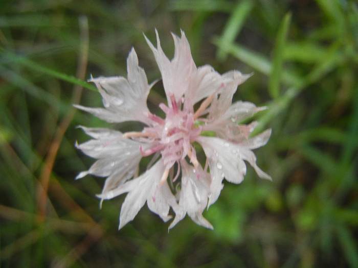 Centaurea cyanus Pink (2012, June 27)