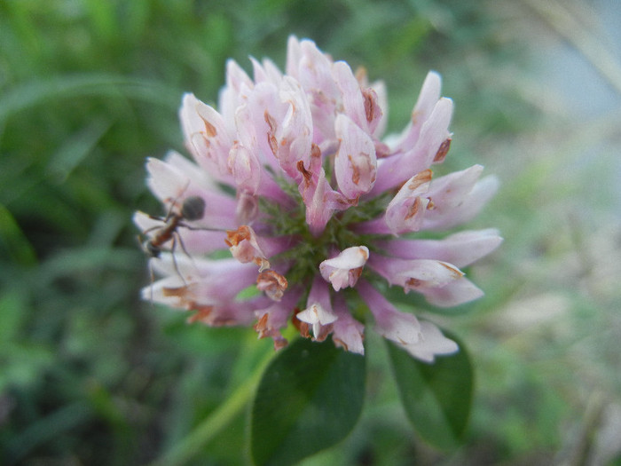 Trifolium pratense (2012, June 28)