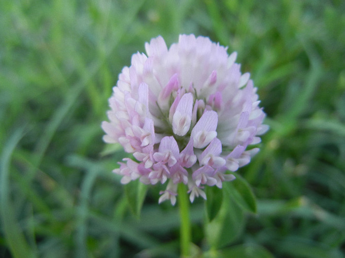 Red Clover (2012, June 28) - Trifolium pratense_Red Clover