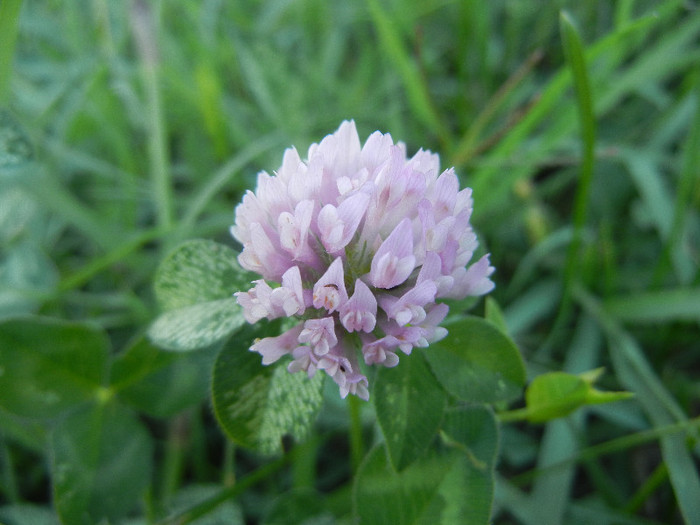 Red Clover (2012, June 28)