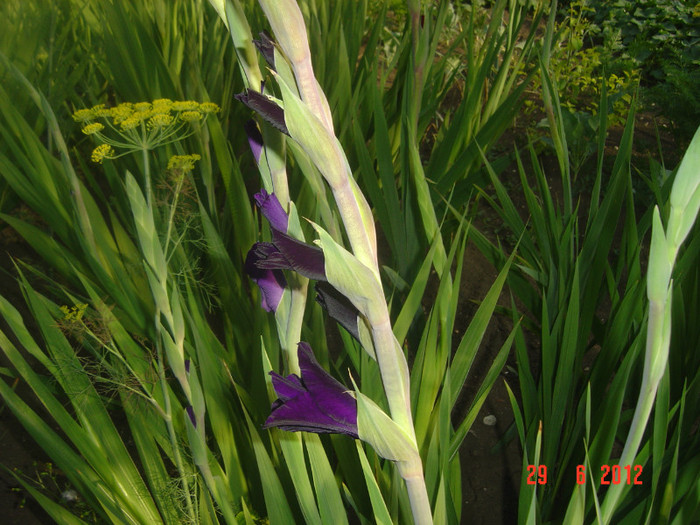 poze 1148 - 2012-GLADIOLE