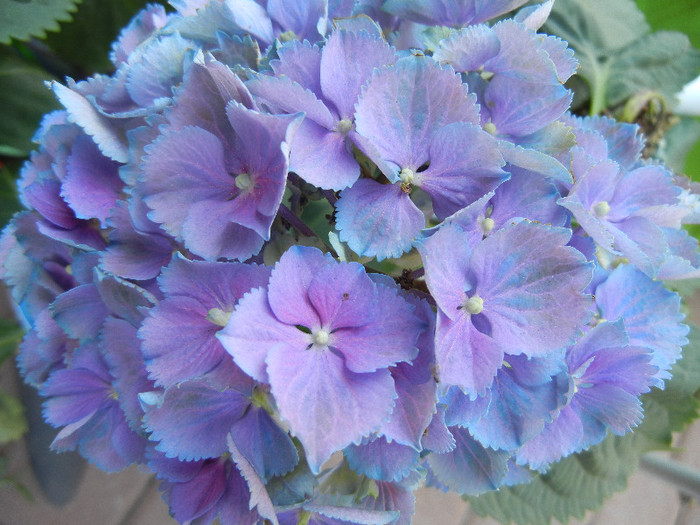 Hydrangea Elbtal (2012, June 30)