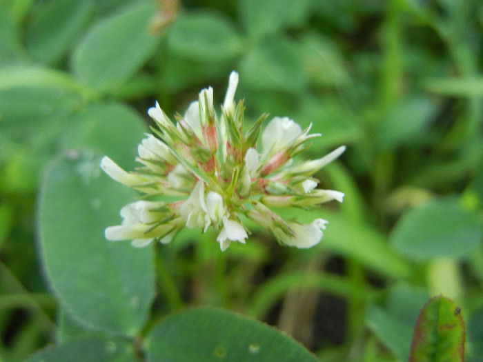 Trifolium repens (2012, June 30)