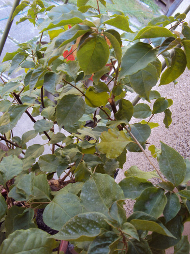 sa infloresc, sa nu infloresc... - Bougainvillea- un nou sezon