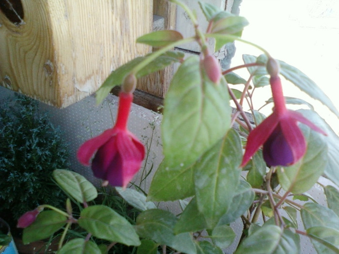 fuchsia-o ador ! - iulie 2012-flori