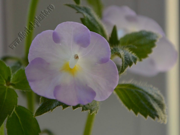 Achimenes Blueberry Ripple; 2012
