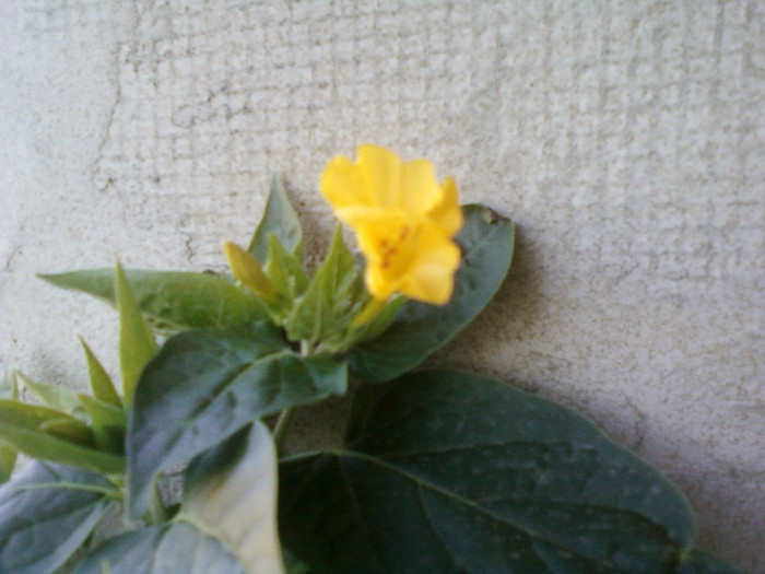 mirabilis jalapa-barba imparatului - iulie 2012-flori