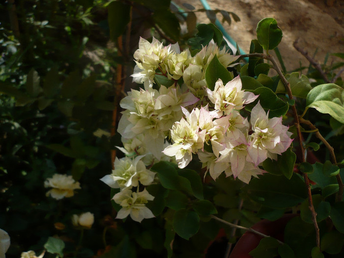 02.07.2012 - zzz-BOUGAINVILLEA-2012