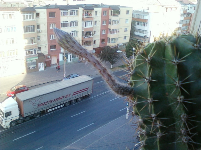 cactus... - iulie 2012-flori