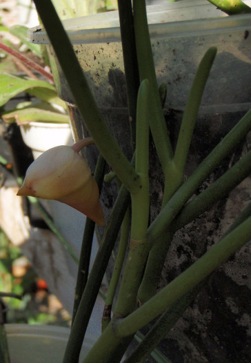 bobocel-paphilionanthe (vanda) teres