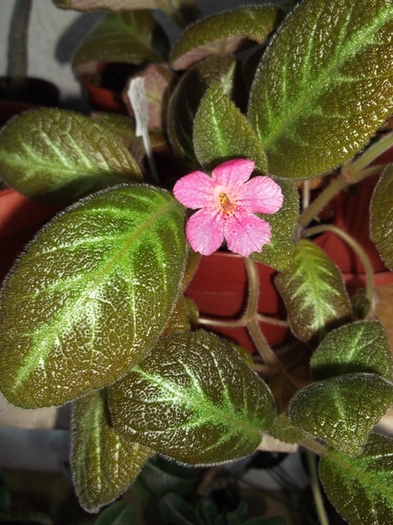 Jim\'s Canadian Sunset (1) - Episcia