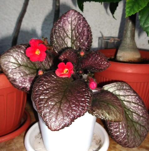 Kempenfest - Episcia