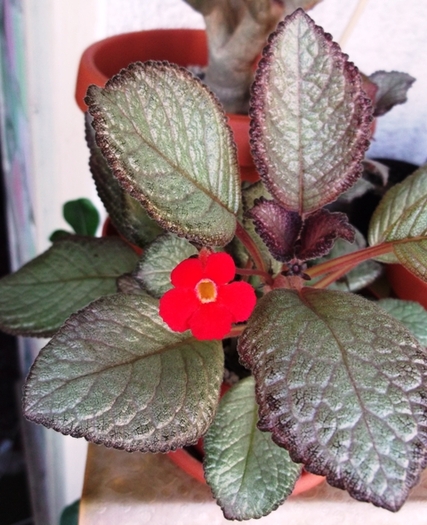 Moon Light (1) - Episcia