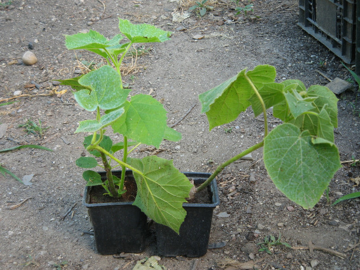 Paulownia tomentosa de 1 an